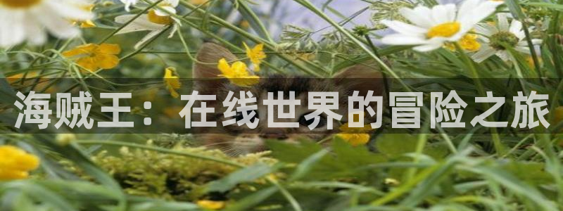 妻中蜜3风车动漫：海贼王：在线世界的冒险之旅